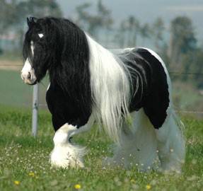irish cob !!!