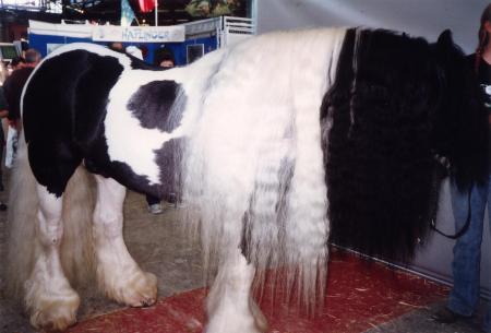 irish cob!!